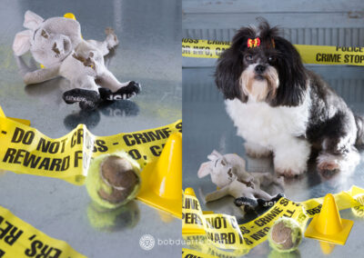 Creative Pet Photography