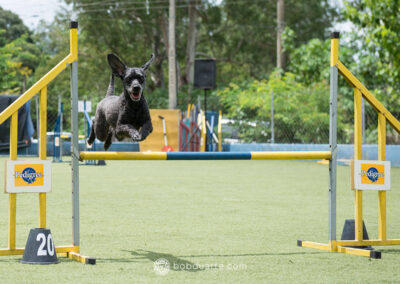 Dog Agility photographer