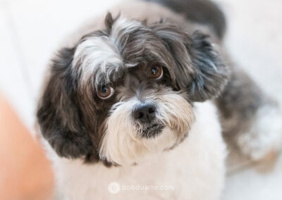 Dog Photography
