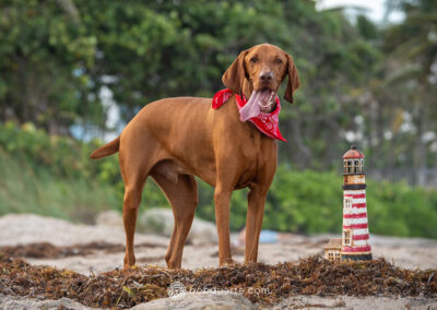 Pet Photography Deerfield Beach