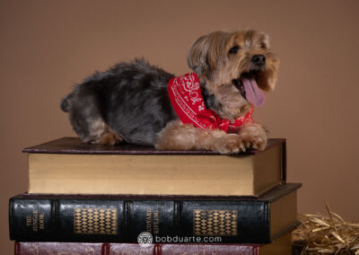 Pet Photography Photoshot