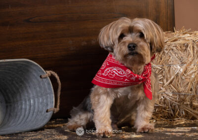 Pet Photography Studio