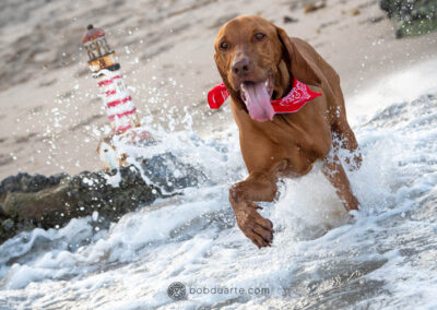 Pet Photography at Beach