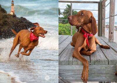 Pet Photography at Dog Beach