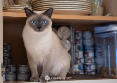 Pet Photography at Home