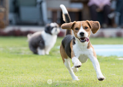 Pet Photography at Park