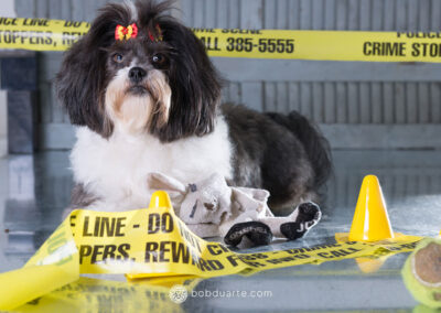 Pet Photography at Studio